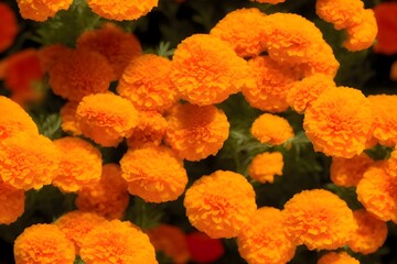 Marigold flowers background for the Mexican day of the dead (Flores de cempasúchil) 