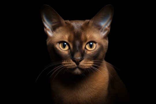 Stunning photo of a Burmese cat against a dark backdrop, capturing its distinctive personality. Generative AI