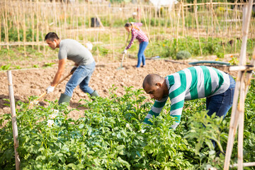 Young pakistani man gardener during working with potatoes bushes in garden outdoor