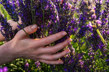 lavender field, a woman's hand holds a bouquet of lavender in her hands