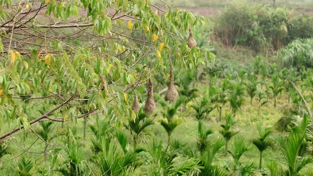 group of baya weaver bird nests hanging