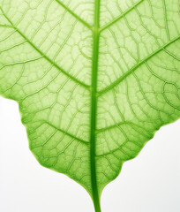 Obraz premium Green leaf on white background, macro detail 