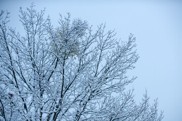 Snow covered branch against snowy background. Tree branch in snow. Frozen in the ice tree branches in winter.