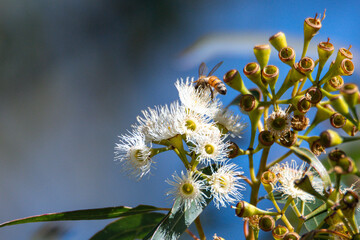 Flowering gum tree with lemon coloured blossoms and honey bee