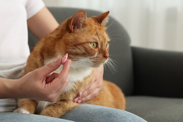 Woman giving vitamin pill to cute cat indoors, closeup. Space for text