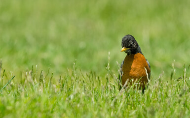 American Robin in the grass