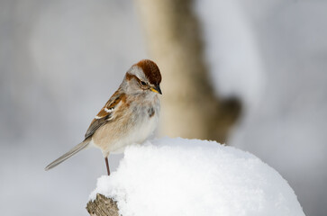 American Tree Sparrow (Spizelloides arborea)