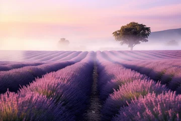 Foto op Plexiglas Rows of aromatic lavender flowers in full bloom beneath pastel dawn skies. Peaceful rural scene with trees and morning mist. © Postproduction