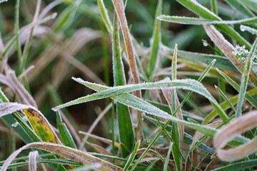 frozen plants in the meadow at sunrise. Frosty frost in autumn in the meadow. Severe frost damage crops in the fall.