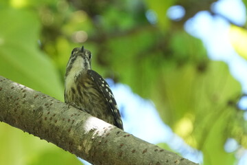 japanese pigmy woodpecker in a forest