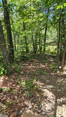 path in the forest