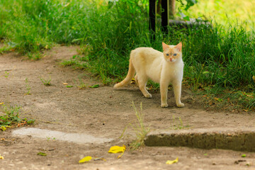 Cat on the street. Background with selective focus and copy space