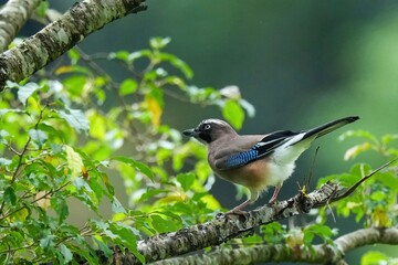 木陰でのんびりくつろぐカケス