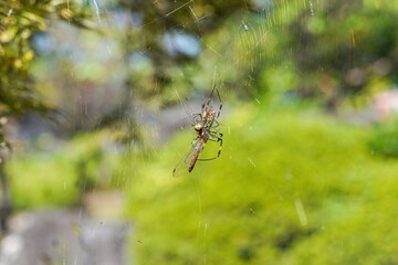 蜘蛛に捕まってしまったトンボ
