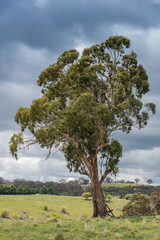 Fototapeta na wymiar Australian rural countryside on a cloudy Spring day