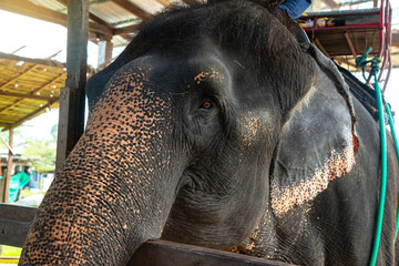 Elephant  Close-up portrait with side view of Elephant