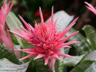 The Aechmea Fasciata bromeliad is a beautiful, exotic plant with bright pink leaves. The leaves are arranged in a rosette shape, and the plant has a central cup that collects water. The Aechmea Fascia