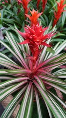The Guzmania Variegata bromeliad is a beautiful plant with red leaves and long, green leaves with a white stripe. The leaves are arranged in a rosette shape, and the plant has a central cup that colle