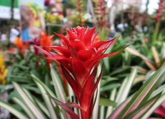 The Guzmania Variegata bromeliad is a beautiful plant with red leaves and long, green leaves with a white stripe. The leaves are arranged in a rosette shape, and the plant has a central cup that colle