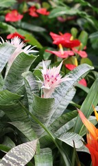 The Aechmea Fasciata bromeliad is a beautiful plant with pastel pink and lilac colors. The plant has long, green leaves with white stripes. The leaves are arranged in a rosette shape, and the plant ha