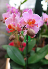 The garden is full of beautiful pink flowers, including a Phalaenopsis Tulcán orchid.