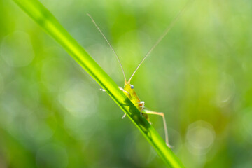 Green grasshopper hiding in green nature background.Image of family Tettigoniidae(Mirollia hexapinna) are commonly called katydids or bush-crickets on grass leaves green.Macro Green nature concept.