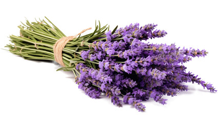 Bundle of lavender, transparent background (PNG)