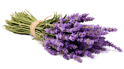 Bundle of lavender, transparent background (PNG)
