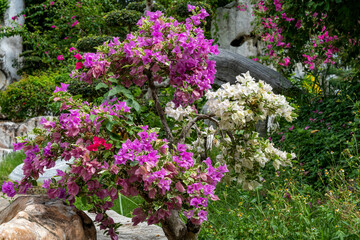 Multi-colored bougainvillea flowers growing against a background of tropical vegetation among stones in the resort's city park.