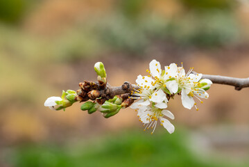 damson plum tree branch with flowers in bloom and buds against blurred background with copy space