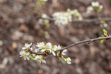 detail of damson plum tree branch with flowers and buds in springtime against blurred background