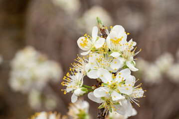 closeup of damson plum tree flowers in bloom with blurred background and copy space
