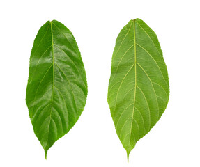 Obraz premium Close-up of two green leaf photo surfaces
