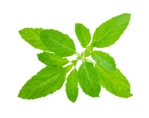 Fresh basil leaves transparent png