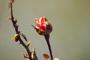 Naturaleza, flor, primavera