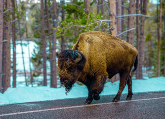 bison walking in the road, Yellowstone 