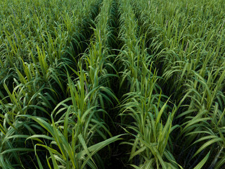 Aerial view of sugarcane plants growing at field
