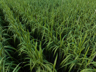 Aerial view of sugarcane plants growing at field