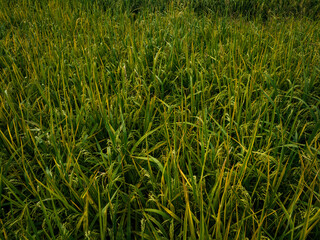Aerial view of rice plants growing at field