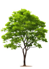 Tree tropical isolated transparent background, PNG file