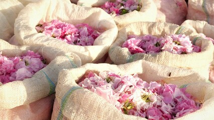 Rose petals in bags. Rose petals harvest for perfume. Plantation and field of roses - obrazy, fototapety, plakaty