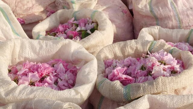 Rose petals in bags. Rose harvest. Industrial Cultivation of Oil Bearing Rose and Rose Oil Production