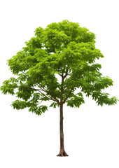 Tree tropical isolated transparent background, PNG file