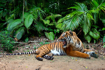 The lying malayan tiger roars in the tropical nature.