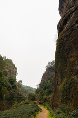 Tea leaves at Da Hong Pao Cha or big red robe tea fields in Wuyishan, China