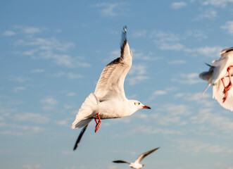 seagull flying in the sky