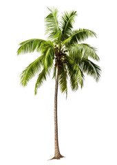 Coconut palm Tree tropical isolated transparent background, PNG file