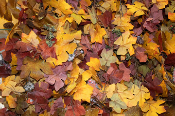 autumn leaves on the ground