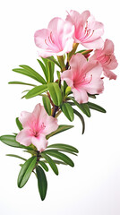 Photo of Azalea flower isolated on white background
