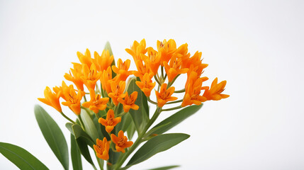 Photo of Butterfly Weed flower isolated on white background